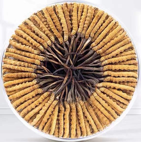 扎赉诺尔冬虫夏草回收